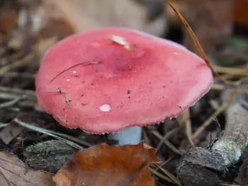 Vagevuurbos an Lippensgoed-Bulskampveld (Belgium)